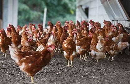 Odoo • Image et Texte